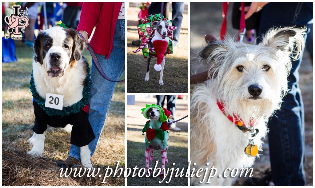 Christmas Dogs